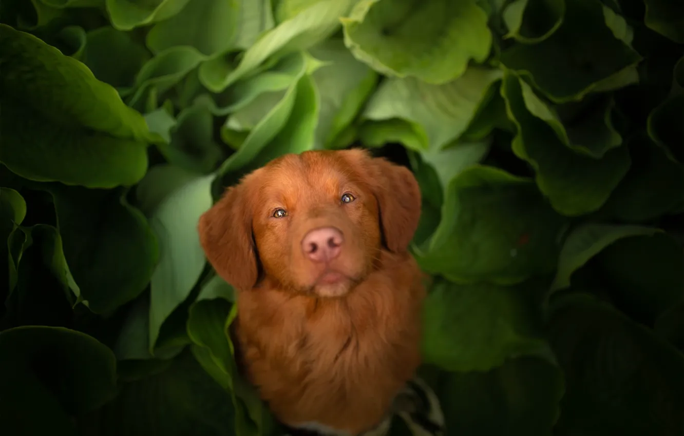 Фото обои взгляд, морда, листья, собака, Новошотландский ретривер