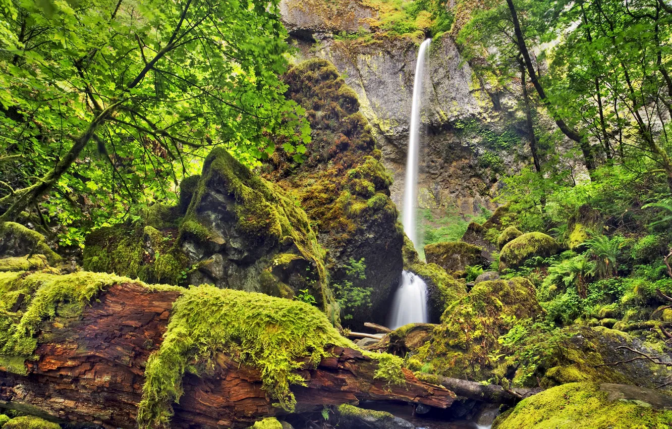 Фото обои деревья, скала, камни, водопад, мох