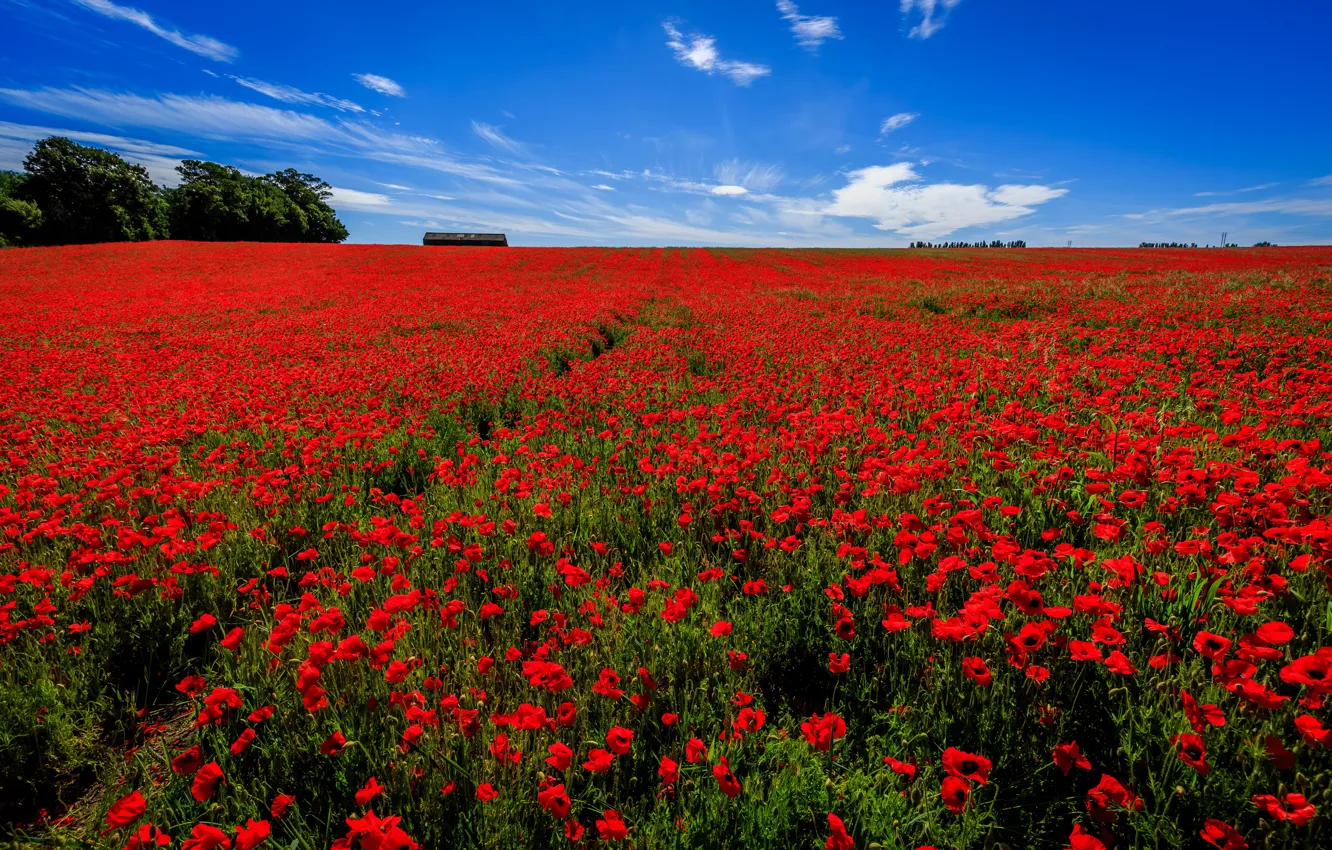 Фото обои поле, небо, цветы, Англия, маки