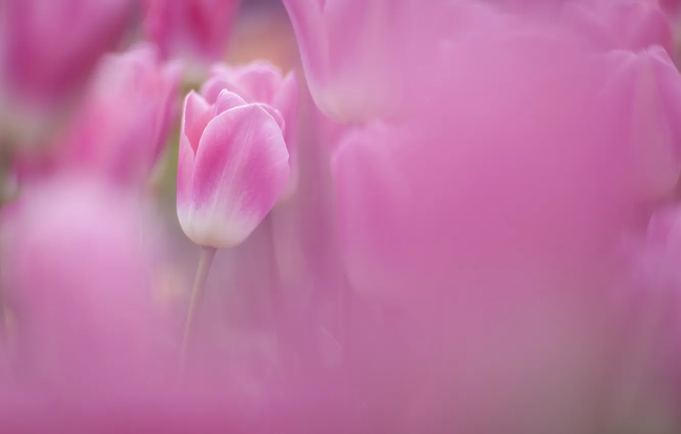 Фото обои поле, фокус, весна, размытость, тюльпаны, розовые, много