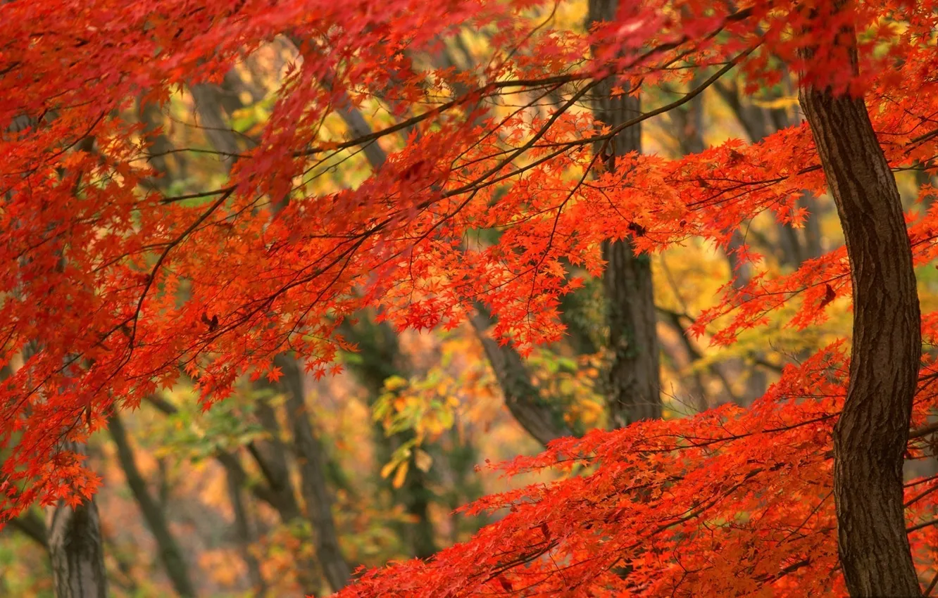 Фото обои лес, Осень, рыжие листья