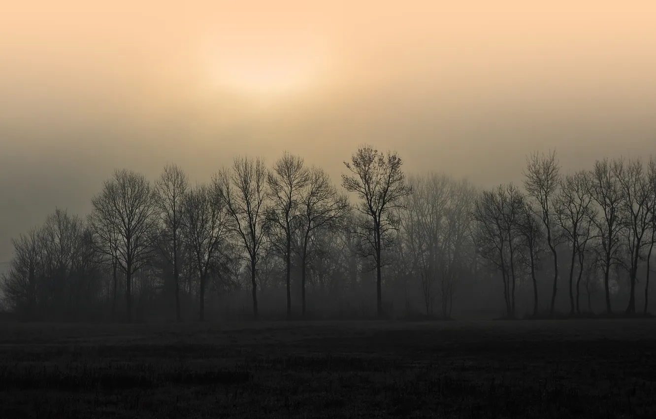 Фото обои деревья, туман, утро