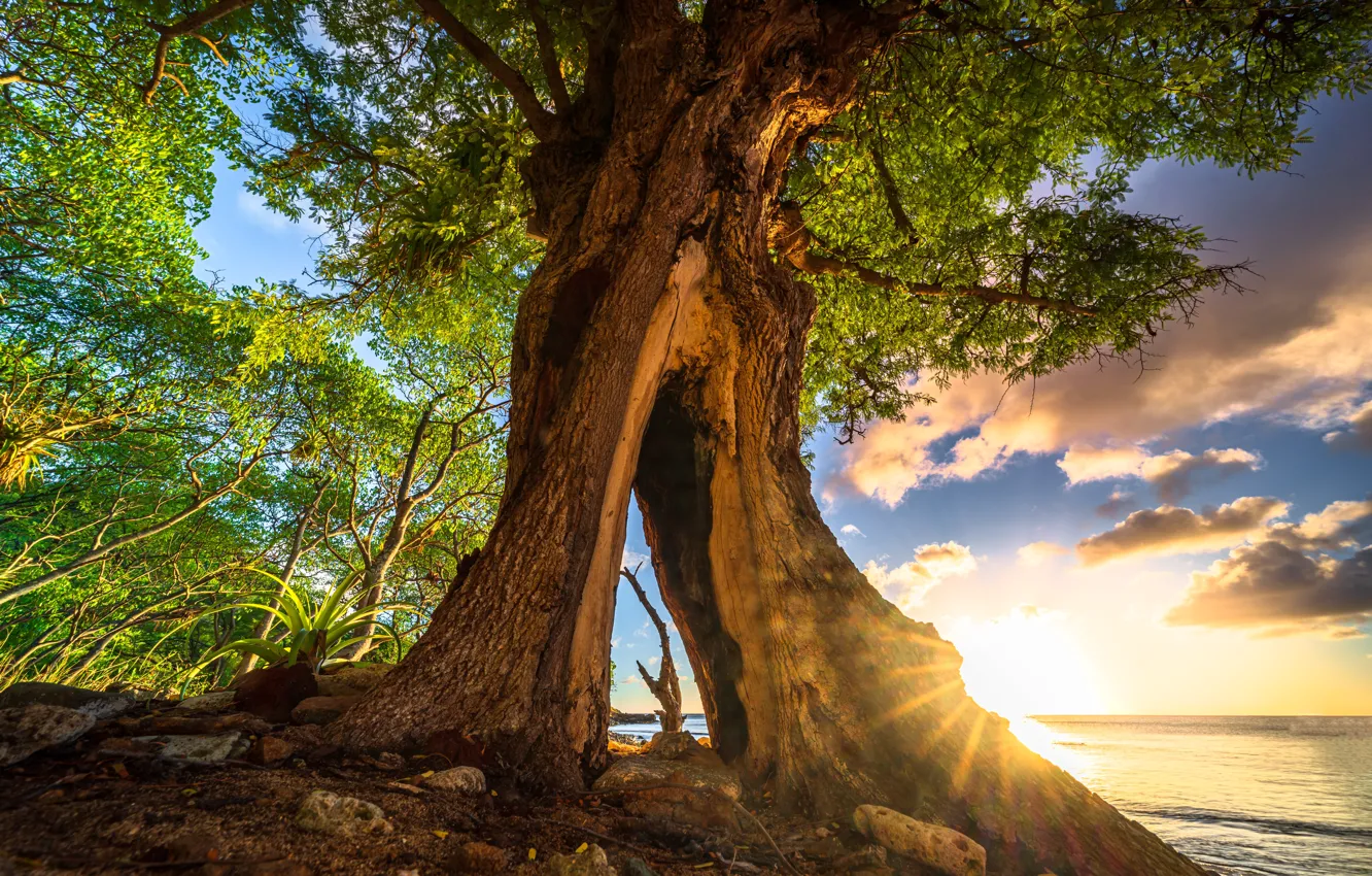 Фото обои море, деревья, берег, дупло