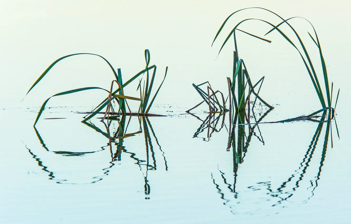 Фото обои grass, lake, aquatic vegetation