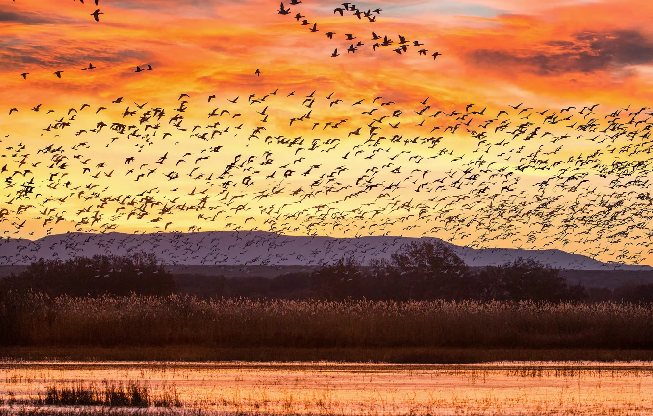 Фото обои закат, птицы, озеро, холмы