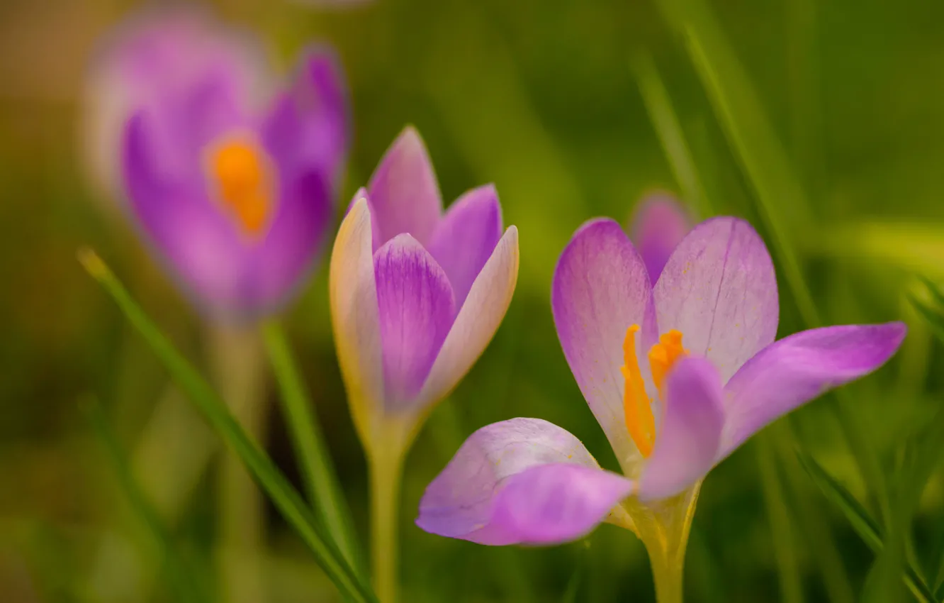 Фото обои макро, весна, лепестки, Крокусы, Шафран
