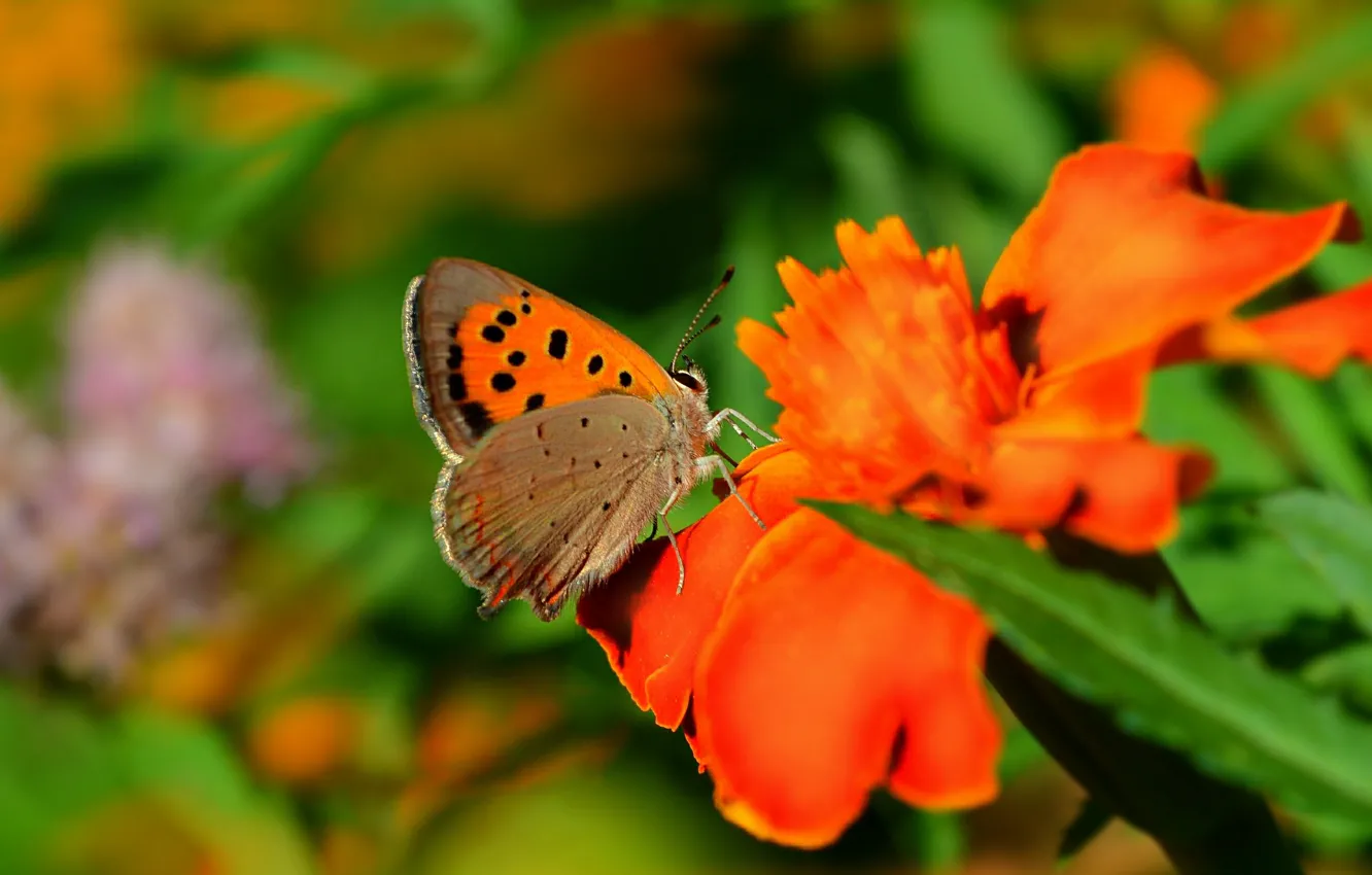 Фото обои Макро, Цветы, Бабочка, Flower, Macro, Butterfly