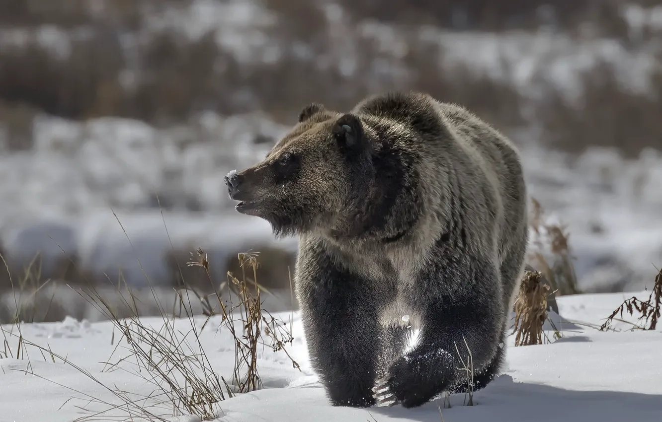Фото обои зима, природа, медведь