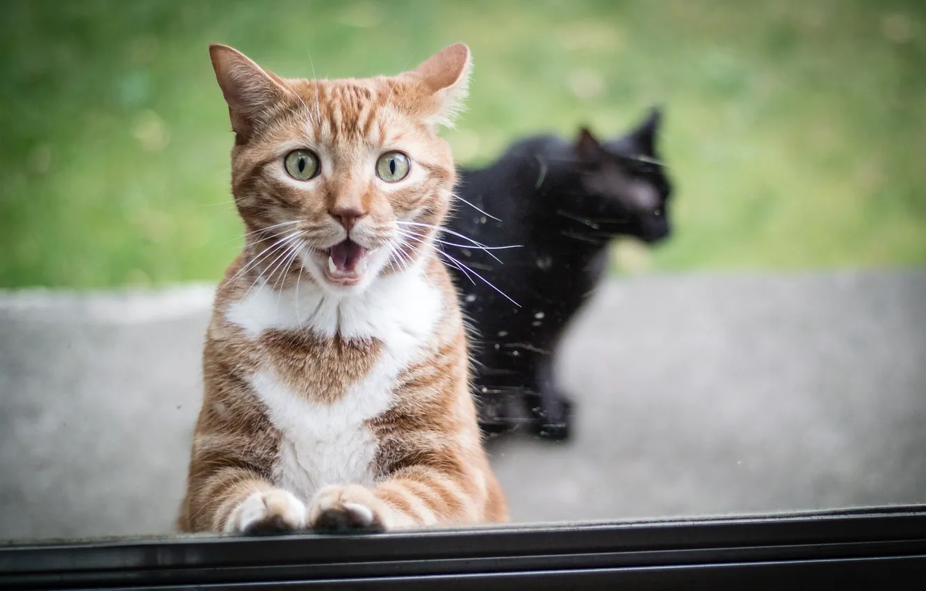 Фото обои стекло, удивление, рыжий кот
