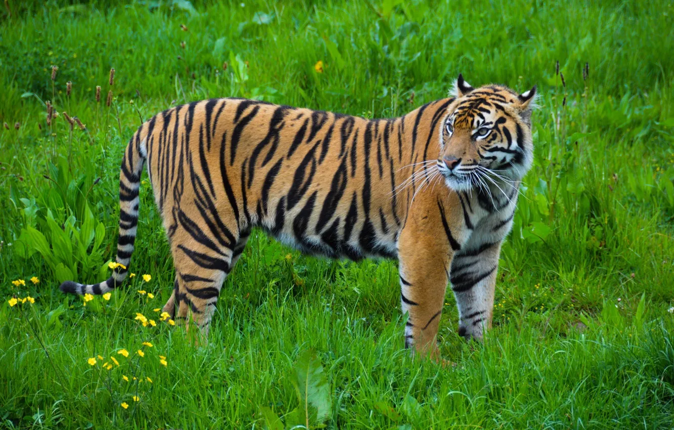 Фото обои полоски, тигр, хищник, грация, окрас, дикая кошка
