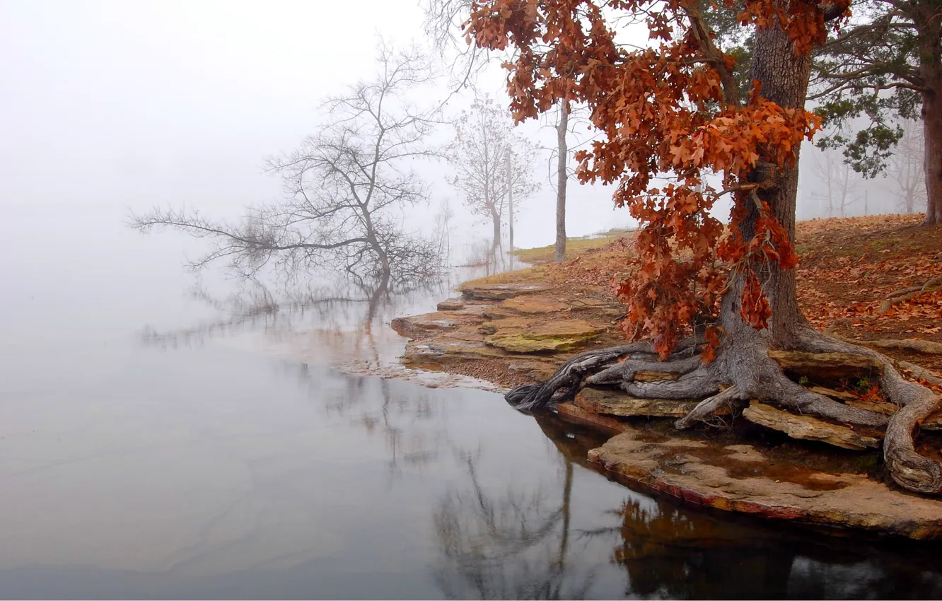 Фото обои осень, деревья, утренний туман, у воды