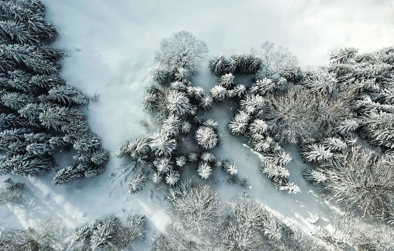 Фото обои зима, иней, лес, снег, деревья, природа, ели, мороз
