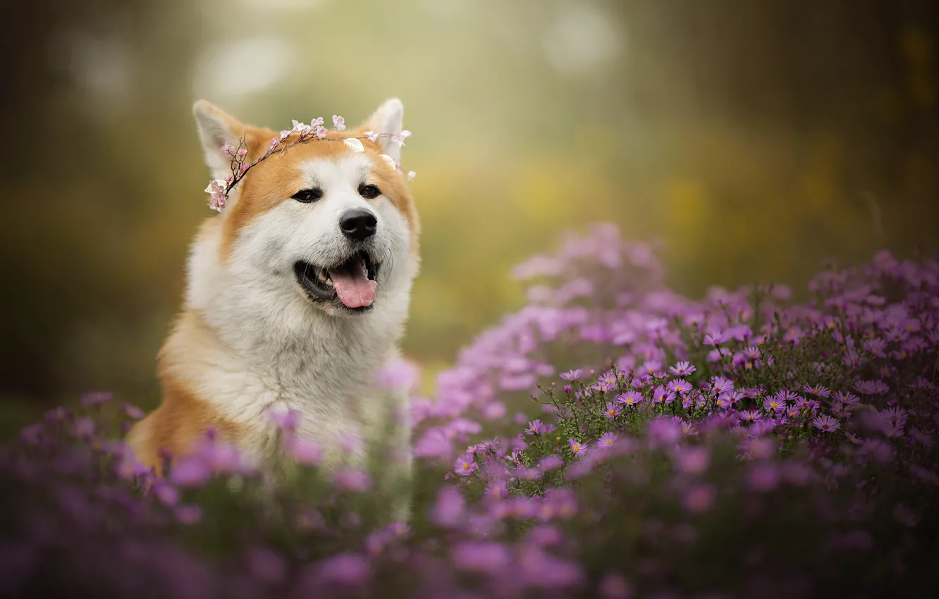Фото обои морда, цветы, портрет, собака, венок, хризантемы, боке, Акита-ину