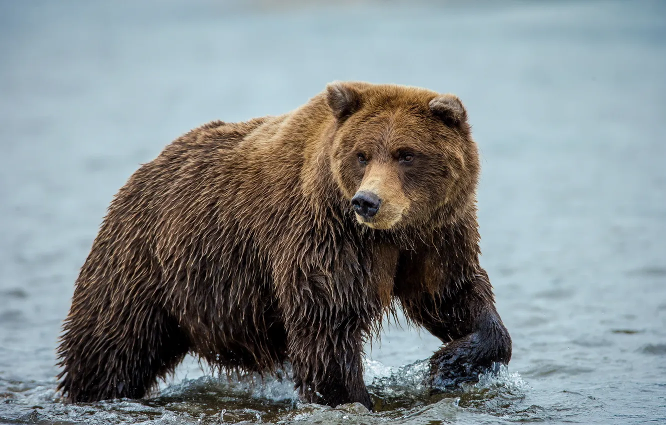 Фото обои вода, природа, медведь