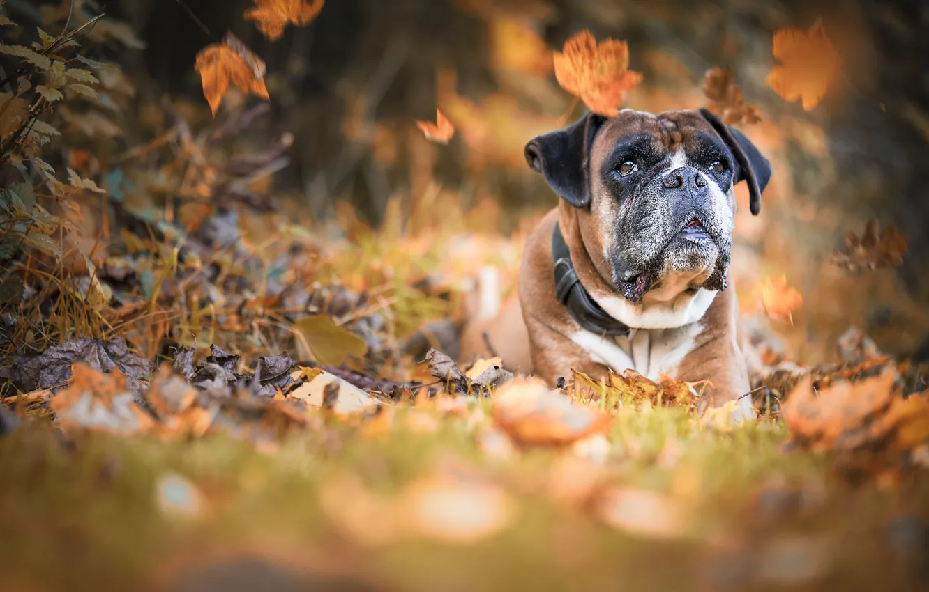 Фото обои осень, листья, собака, пёс, боке, Боксёр