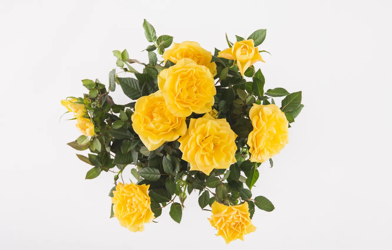 Фото обои фон, розы, букет, жёлтые
