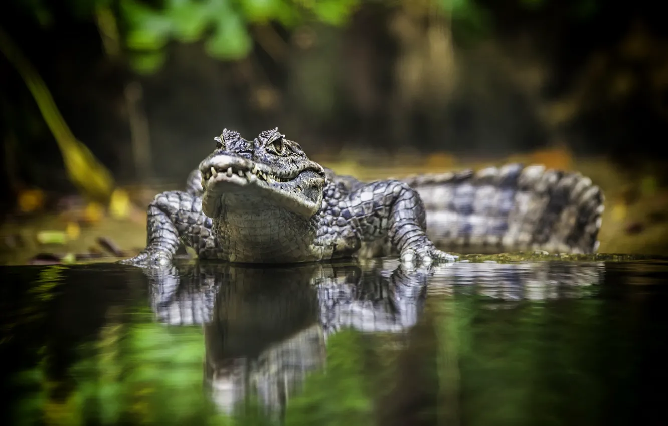 Фото обои animal, crocodile, australia, reptile