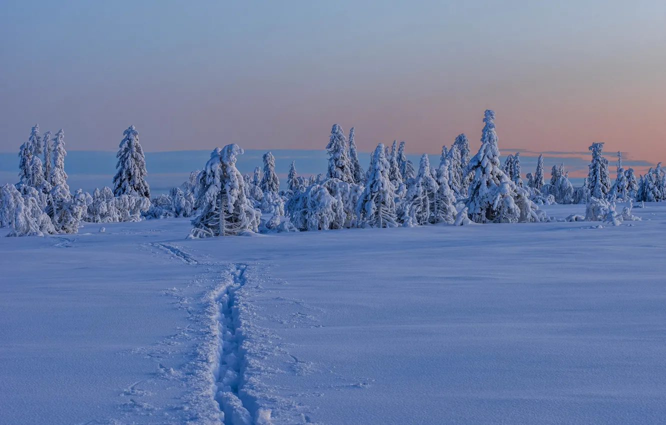 Фото обои зима, снег, деревья, Швеция, тропинка, Sweden, Lapland, Лапландия