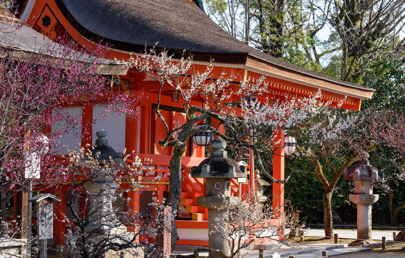 Фото обои Весна, Деревья, Сакура, Япония, Цветение, Святилище, Китано-Тэнмангу
