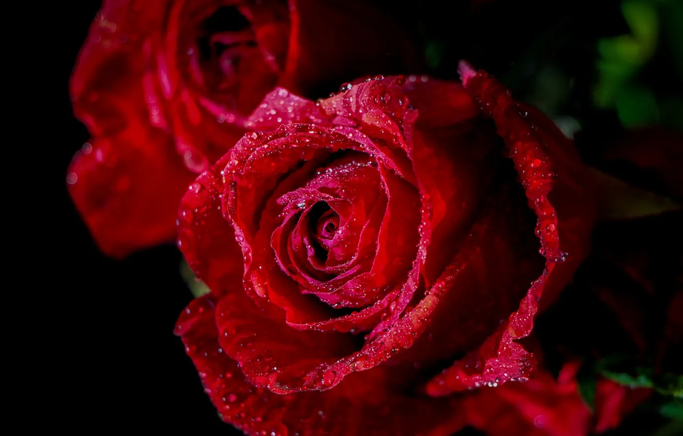 Фото обои цветок, капли, макро, роза, бутон