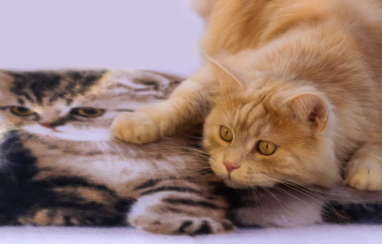 Фото обои кошка, взгляд, коврик, рыжий кот