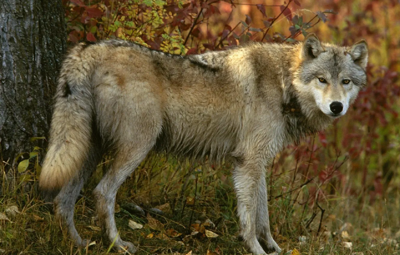 Фото обои осень, лес, взгляд, Серый волк