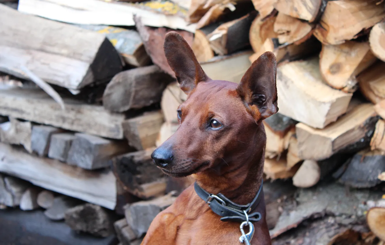 Фото обои взгляд, собака, дрова