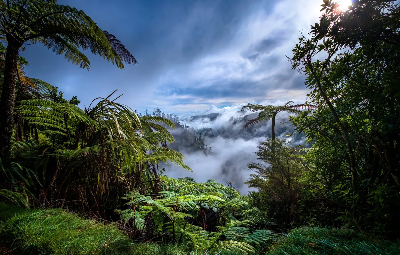 Фото обои лес, туман, папоротники, тропический лес, астения