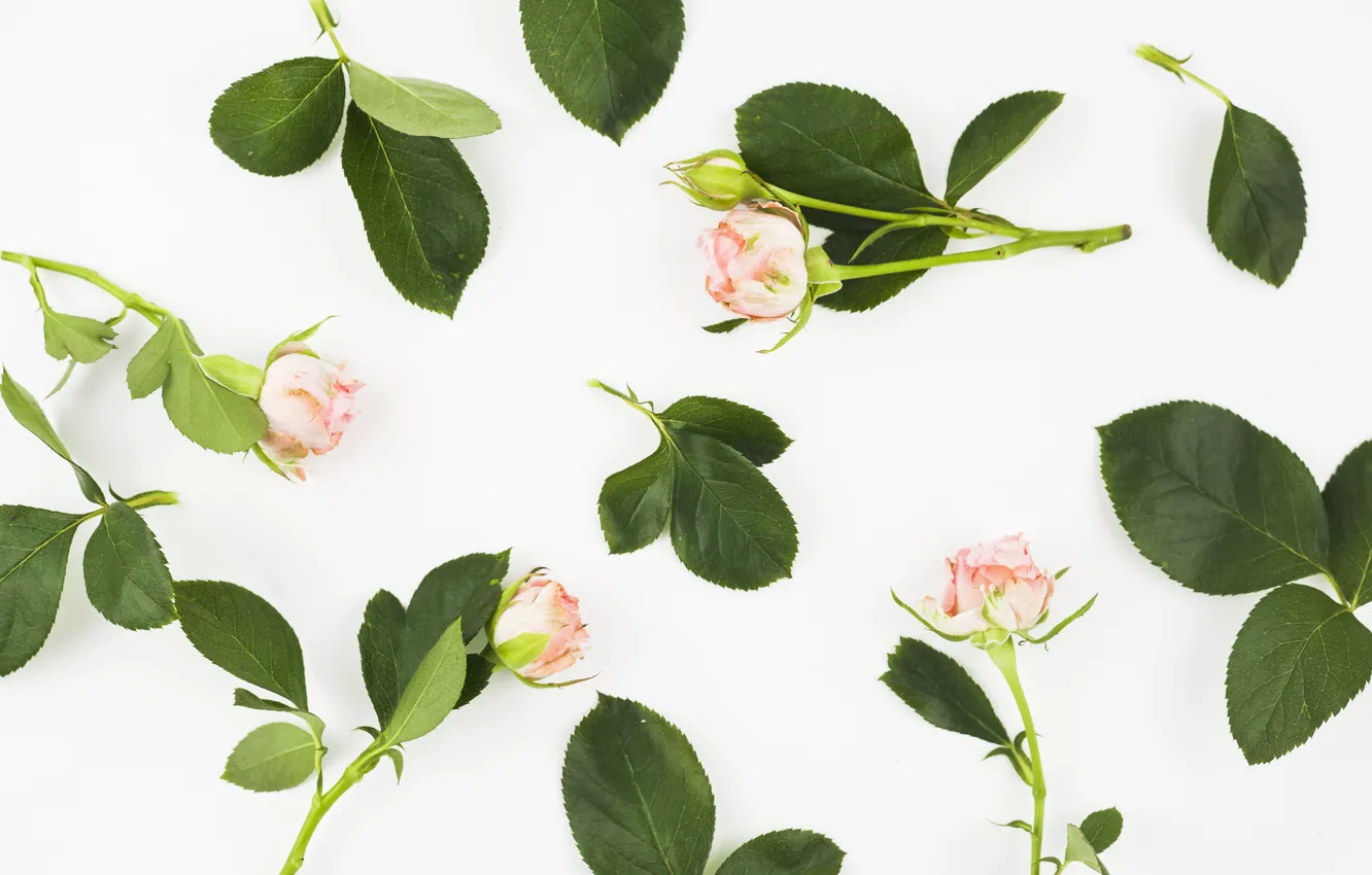 Фото обои цветы, розы, Pink, leaves, декор, roses