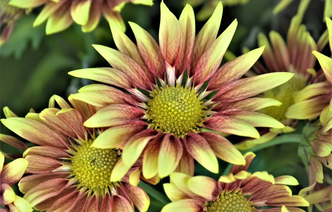 Фото обои цветы, лепестки, жёлто-коричневые