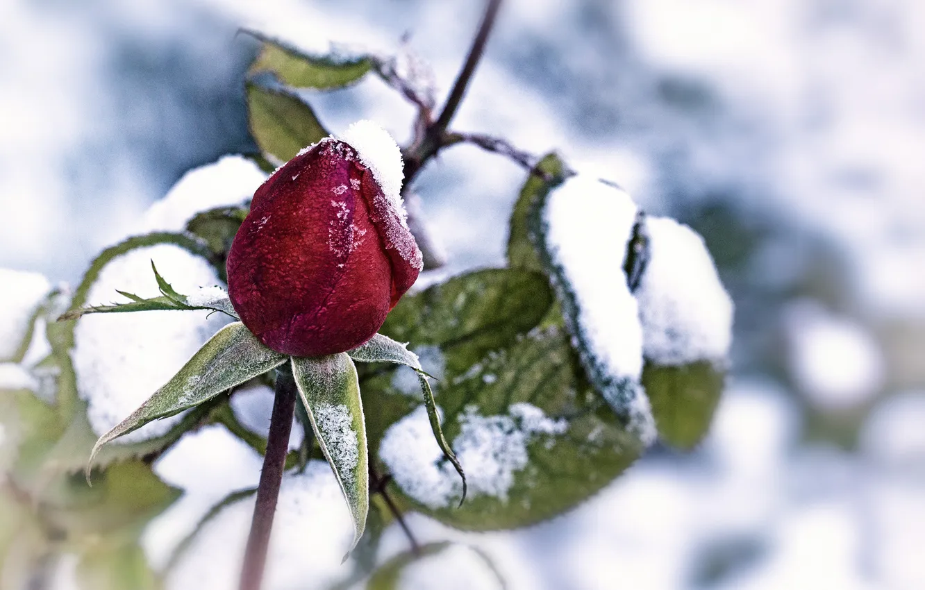 Фото обои листья, снег, роза, бутон, бардовая