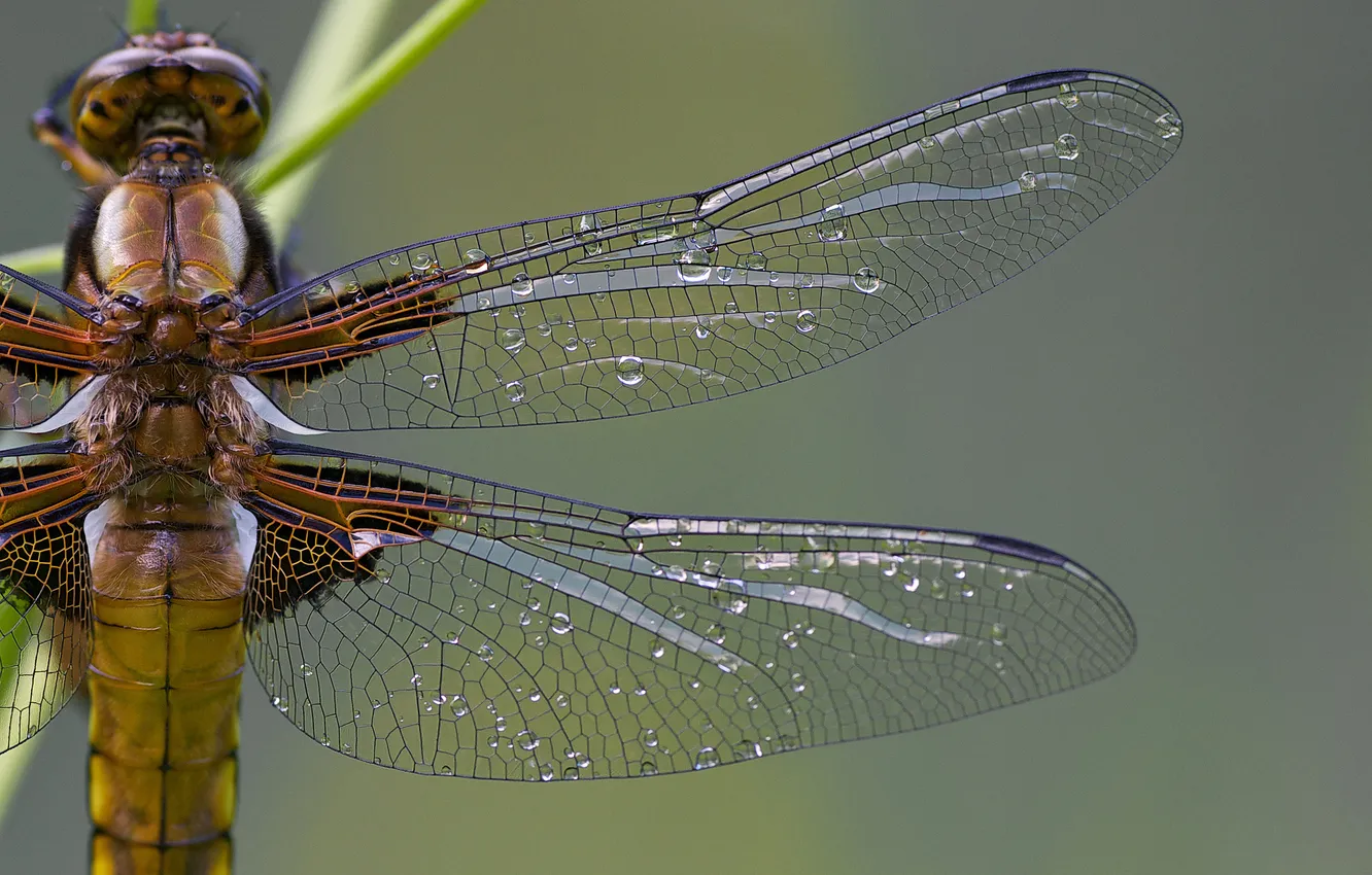 Фото обои капли, макро, роса, крылья, стрекоза, насекомое