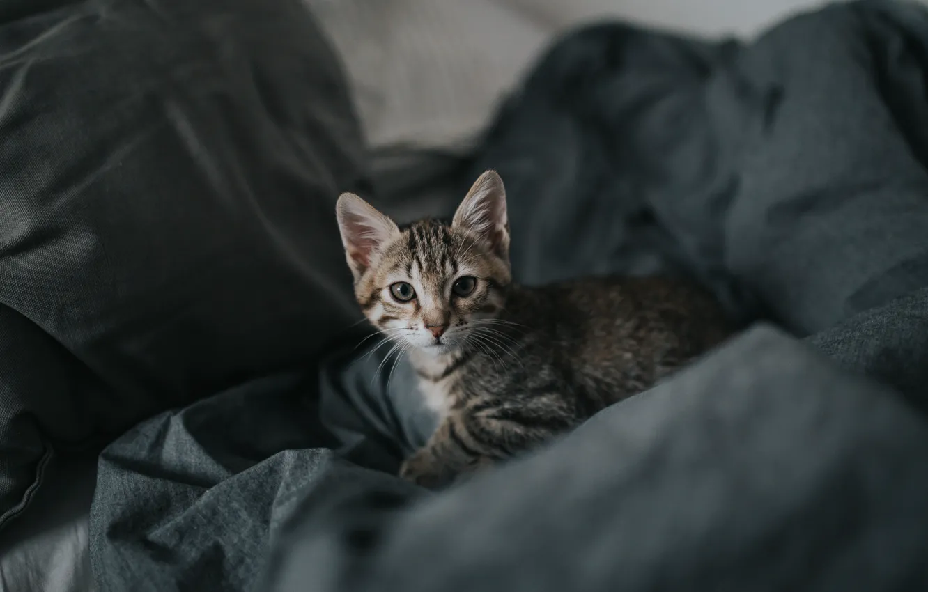 Фото обои grey, small, cat baby