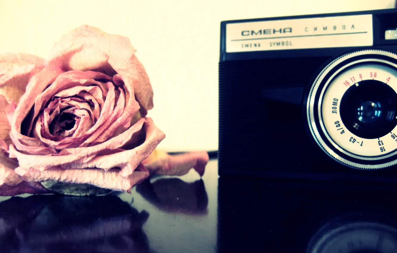 Фото обои роза, Цветы, фотоаппарат