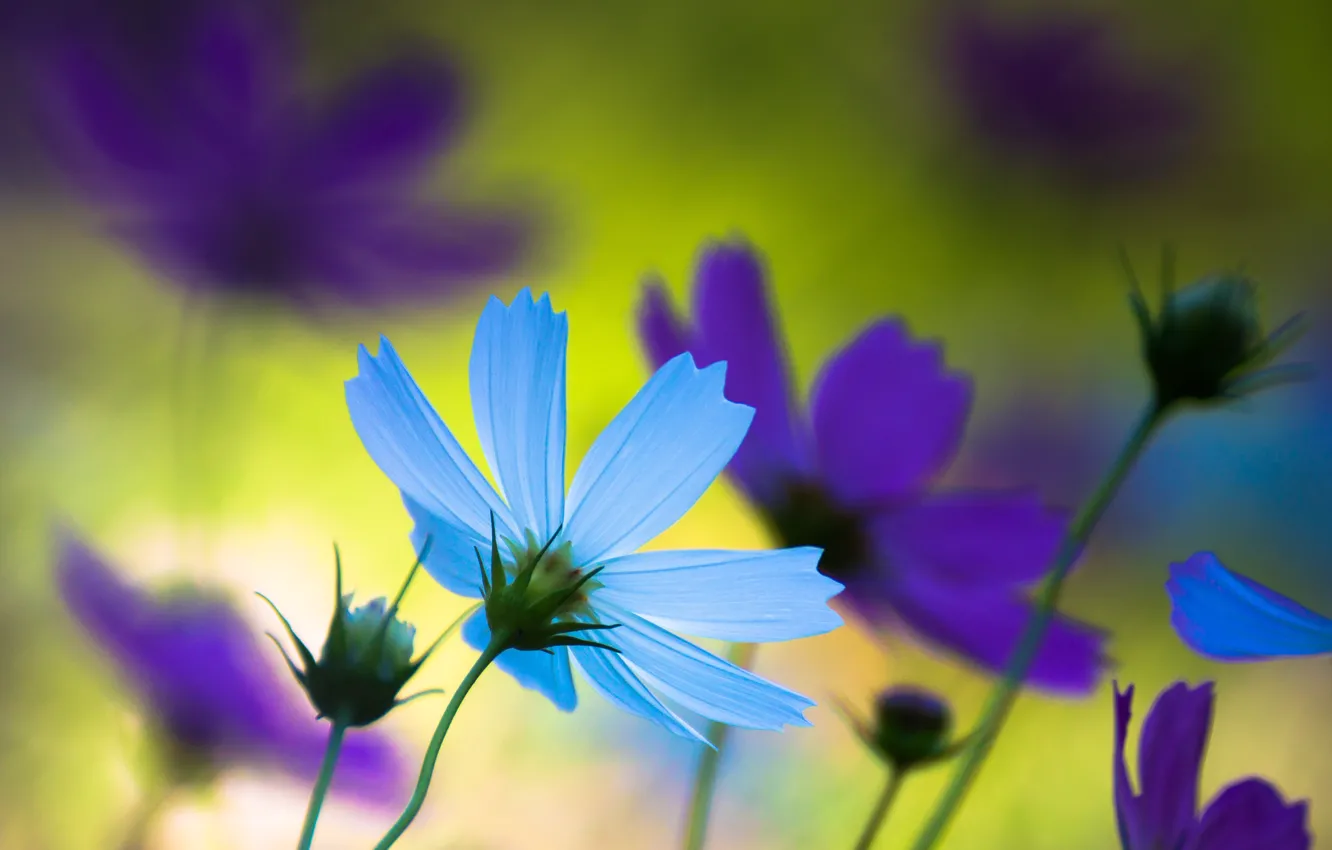 Фото обои фиолетовый, лето, макро, цветы, природа, настроение, голубой, япония