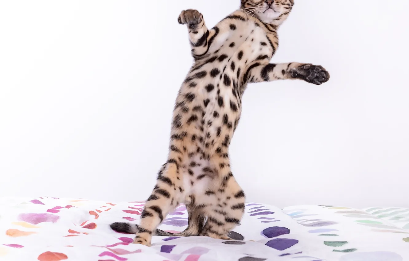Фото обои кошка, кот, взгляд, поза, игра, лапки, постель, стоит