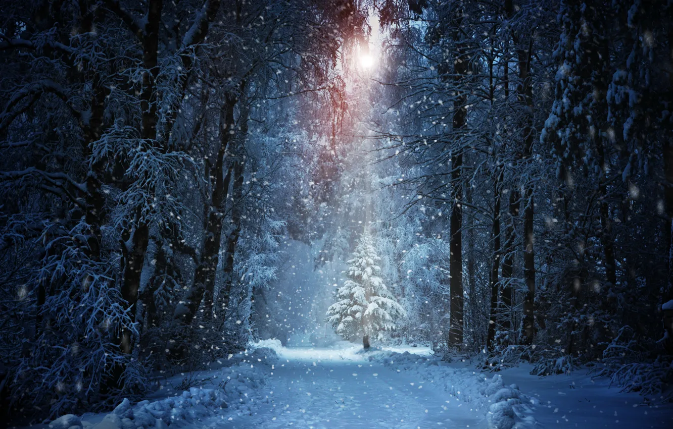 Фото обои зима, дорога, лес, солнце, снег, деревья, елка, сугробы
