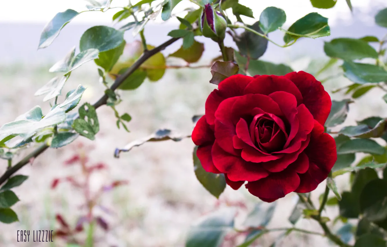 Фото обои цветок, роза, red, rose, красная, flower
