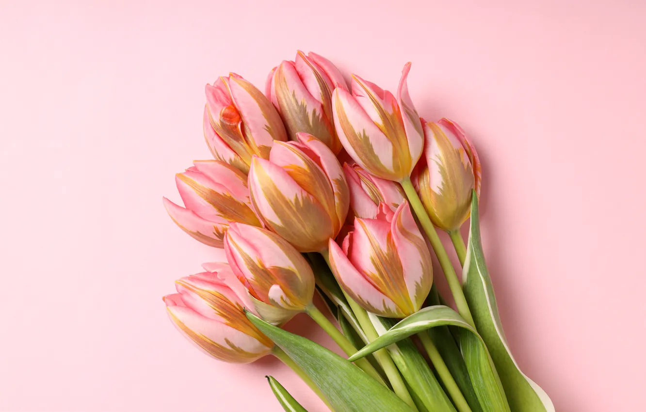 Фото обои цветы, букет, тюльпаны, розовые, pink, flowers, beautiful, tulips