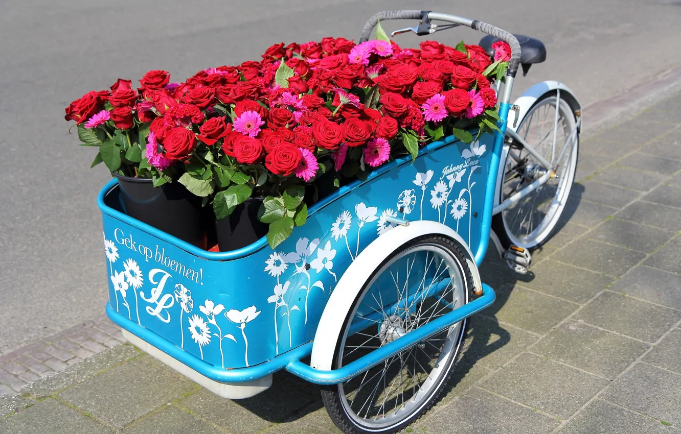 Фото обои цветы, велосипед, розы, герберы