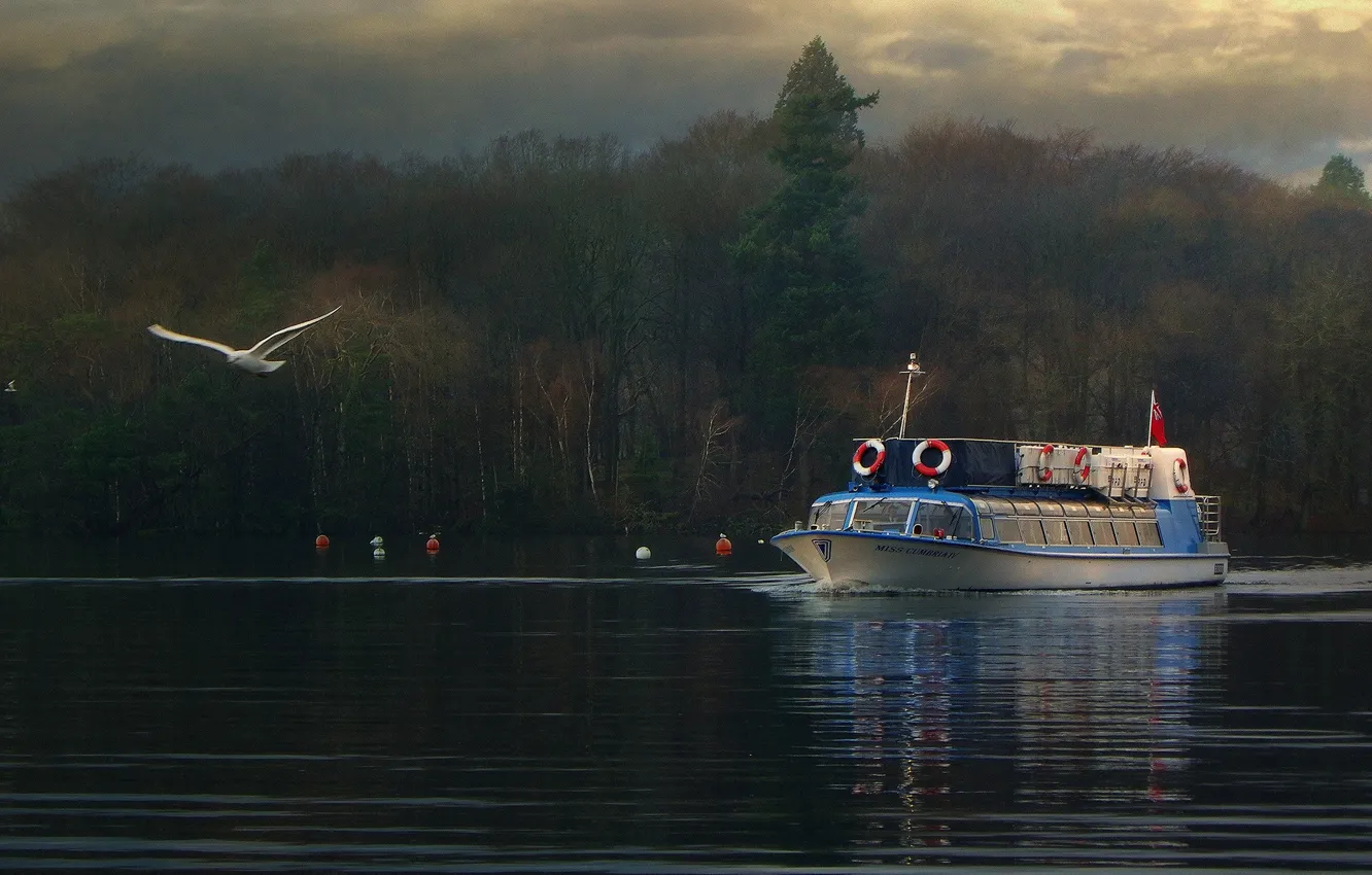 Фото обои осень, лес, корабль, Англия, чайка, озеро Уиндермир