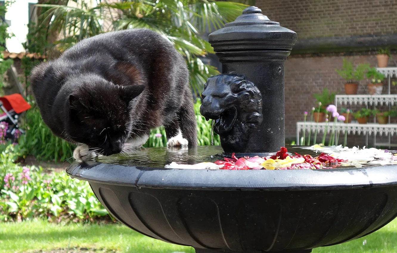 Фото обои морда, кошак, фонтан, котяра