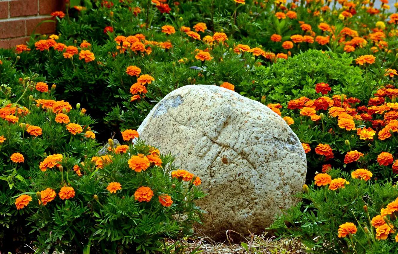 Фото обои цветы, камень, оранжевые, клумба, бархатцы