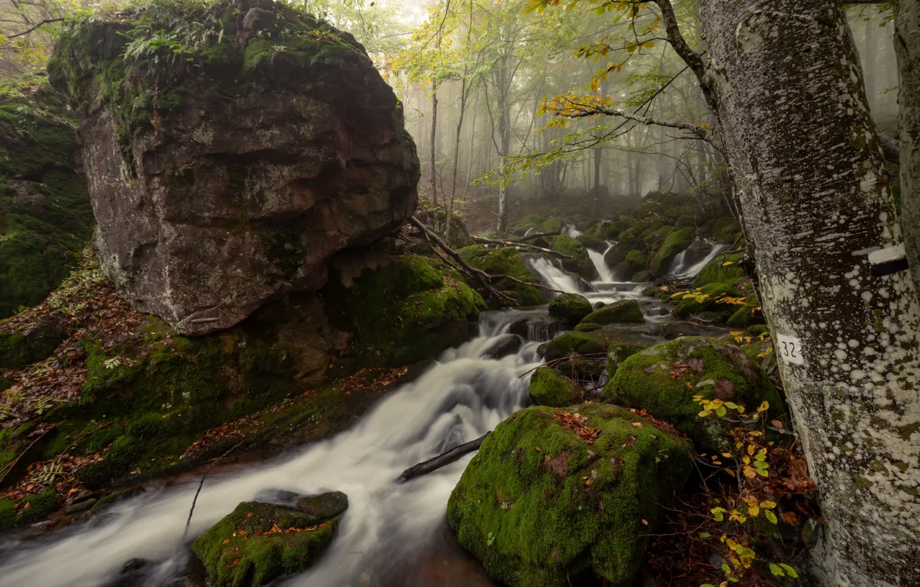 Фото обои лес, деревья, природа, ручей, камни, мох, Болгария