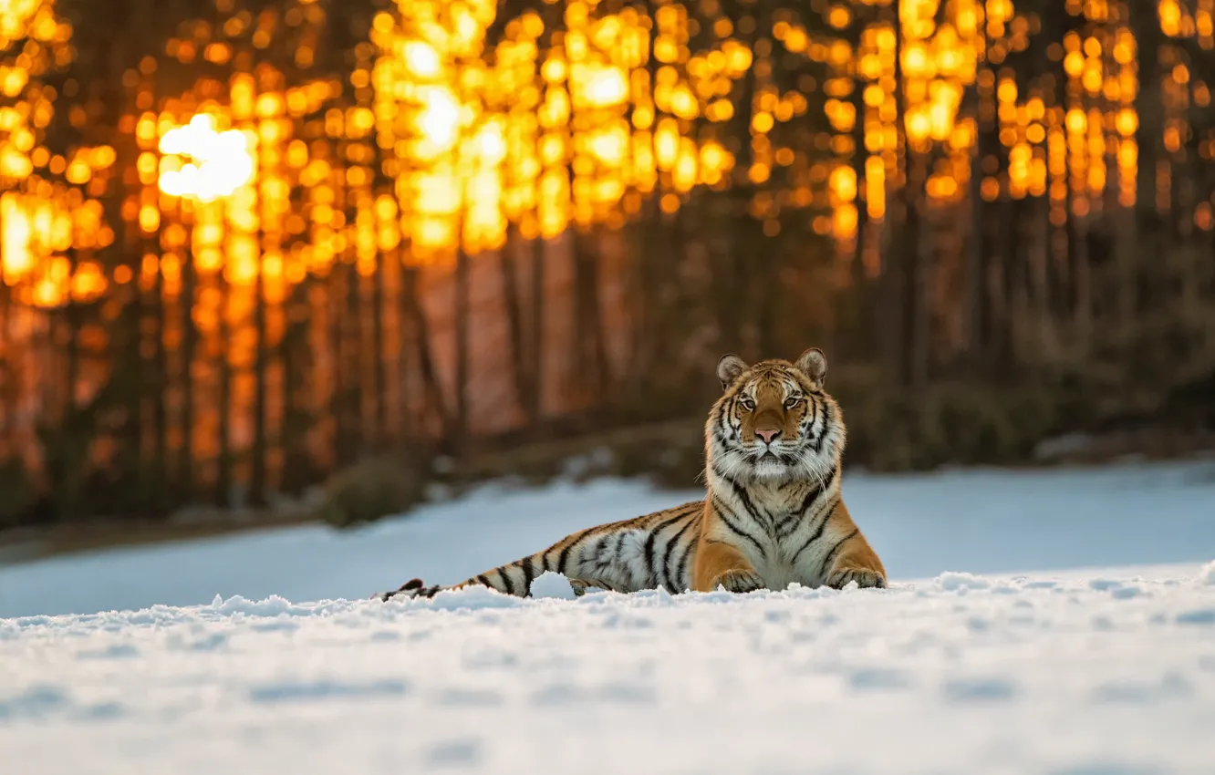 Фото обои зима, лес, кошка, солнце, свет, снег, деревья, закат