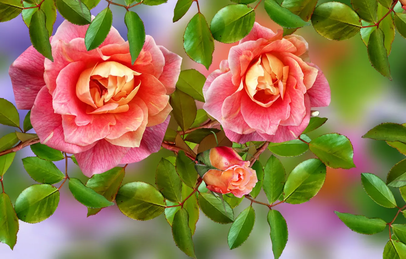 Фото обои Kwiaty, Róże, Listki