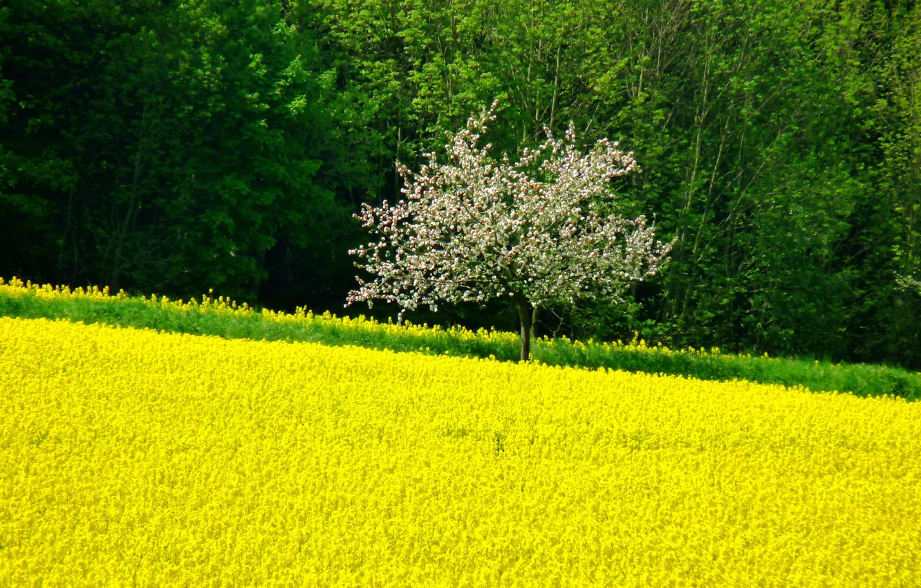 Фото обои поле, деревья, цветы, дерево, весна, Nature, цветение, trees