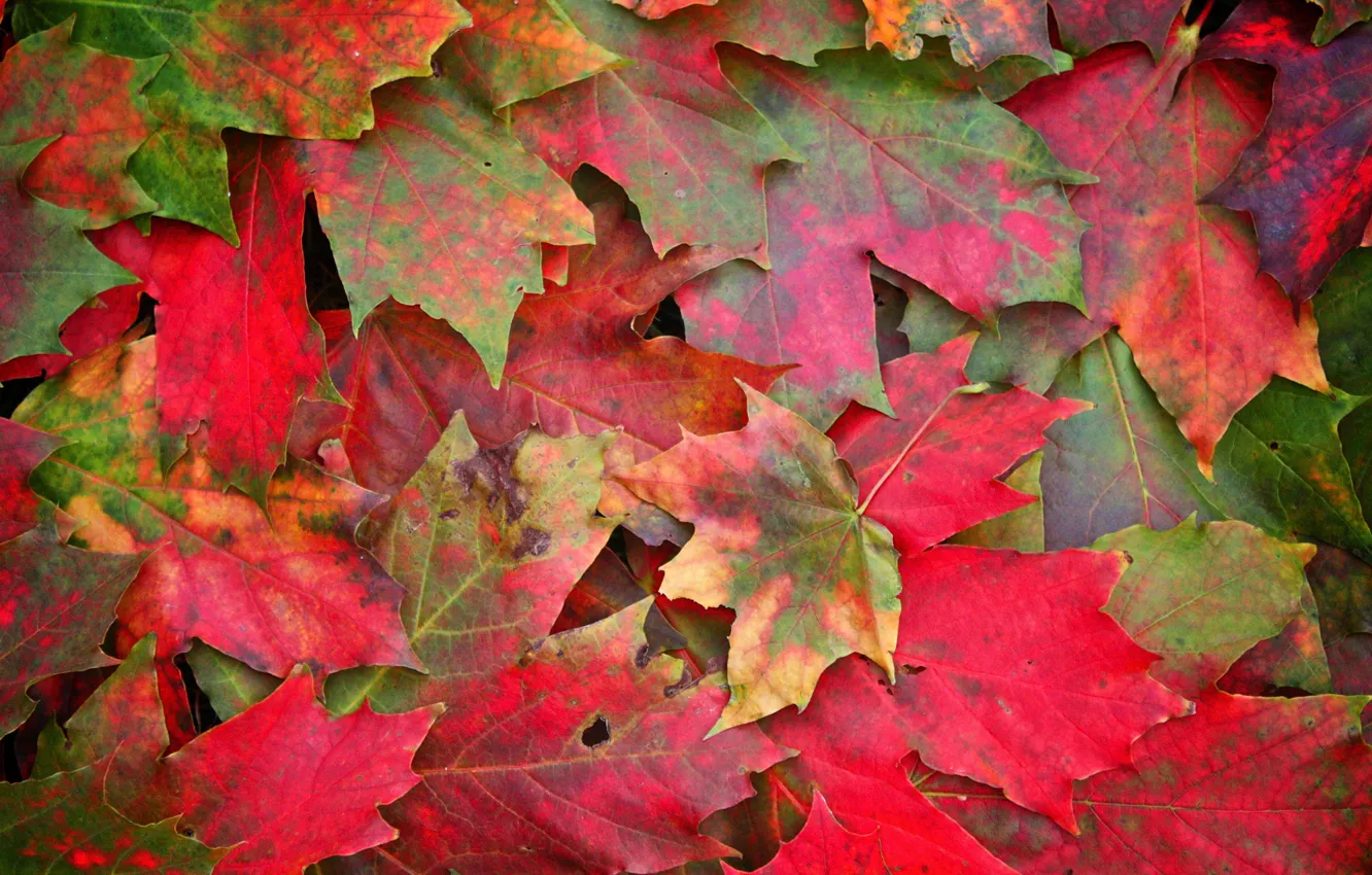 Фото обои осень, листья, макро, фото