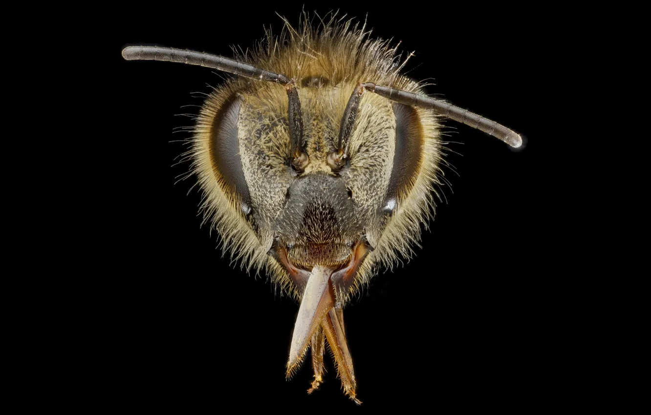 Фото обои природа, насекомое, медоносная пчела
