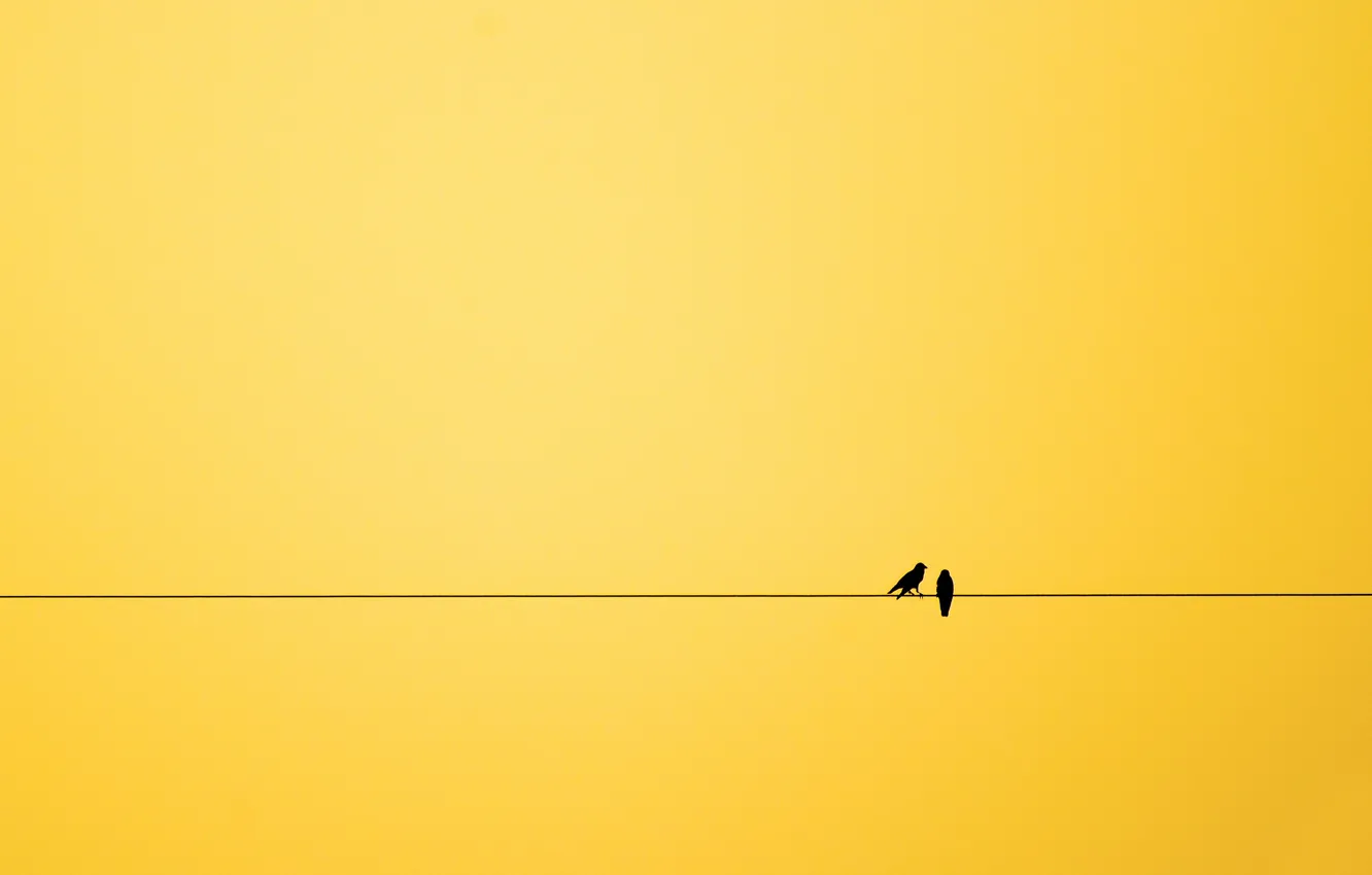 Фото обои птицы, фон, минимализм